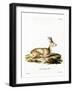 Siberian Roe Deer-null-Framed Giclee Print