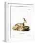 Siberian Roe Deer-null-Framed Giclee Print