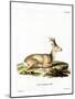Siberian Roe Deer-null-Mounted Giclee Print