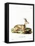Siberian Roe Deer-null-Framed Stretched Canvas