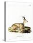 Siberian Roe Deer-null-Stretched Canvas