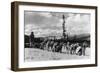 Siberian Sled Dogs Taking a rest in Alaska Photograph - Alaska-Lantern Press-Framed Art Print