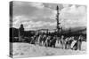 Siberian Sled Dogs Taking a rest in Alaska Photograph - Alaska-Lantern Press-Stretched Canvas