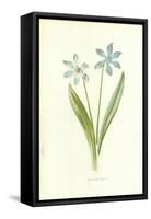 Siberian Squill-Frederick Edward Hulme-Framed Stretched Canvas