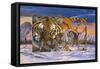 Siberian Sunset-Graeme Stevenson-Framed Stretched Canvas