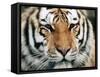 Siberian Tiger at London Zoo, March 1984-null-Framed Stretched Canvas