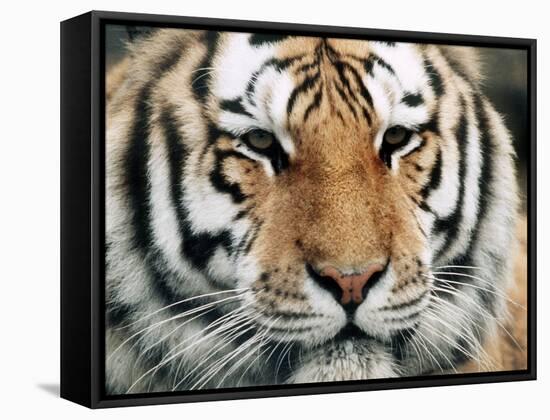 Siberian Tiger at London Zoo, March 1984-null-Framed Stretched Canvas