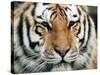 Siberian Tiger at London Zoo, March 1984-null-Stretched Canvas