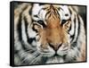 Siberian Tiger at London Zoo, March 1984-null-Framed Stretched Canvas