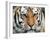 Siberian Tiger at London Zoo, March 1984-null-Framed Premium Photographic Print