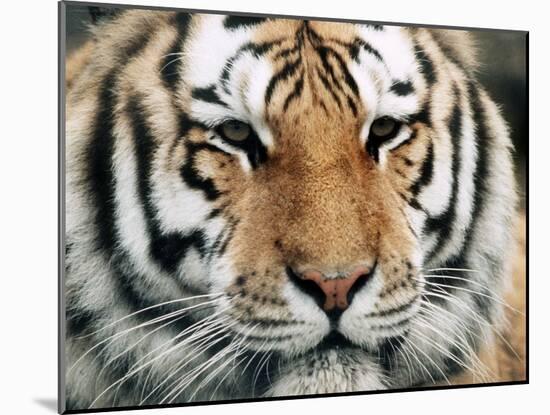 Siberian Tiger at London Zoo, March 1984-null-Mounted Premium Photographic Print