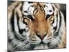 Siberian Tiger at London Zoo, March 1984-null-Mounted Premium Photographic Print