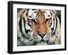 Siberian Tiger at London Zoo, March 1984-null-Framed Photographic Print