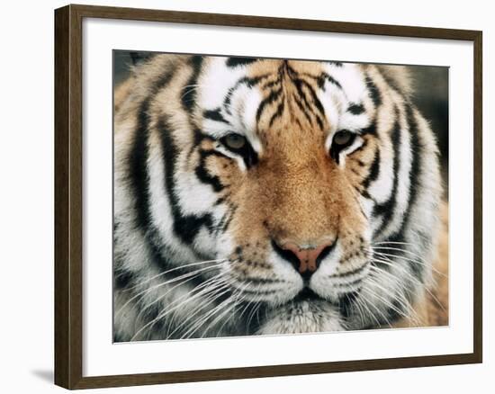 Siberian Tiger at London Zoo, March 1984-null-Framed Photographic Print