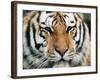 Siberian Tiger at London Zoo, March 1984-null-Framed Photographic Print