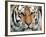 Siberian Tiger at London Zoo, March 1984-null-Framed Photographic Print