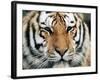 Siberian Tiger at London Zoo, March 1984-null-Framed Photographic Print