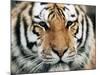 Siberian Tiger at London Zoo, March 1984-null-Mounted Photographic Print