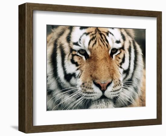 Siberian Tiger at London Zoo, March 1984-null-Framed Photographic Print