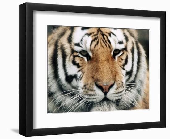 Siberian Tiger at London Zoo, March 1984-null-Framed Photographic Print