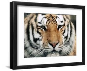 Siberian Tiger at London Zoo, March 1984-null-Framed Photographic Print