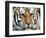 Siberian Tiger at London Zoo, March 1984-null-Framed Photographic Print