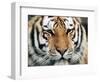 Siberian Tiger at London Zoo, March 1984-null-Framed Photographic Print