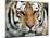 Siberian Tiger at London Zoo, March 1984-null-Mounted Photographic Print