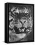 Siberian Tiger Covered in Storage at the American Museum of Natural History-Margaret Bourke-White-Framed Stretched Canvas