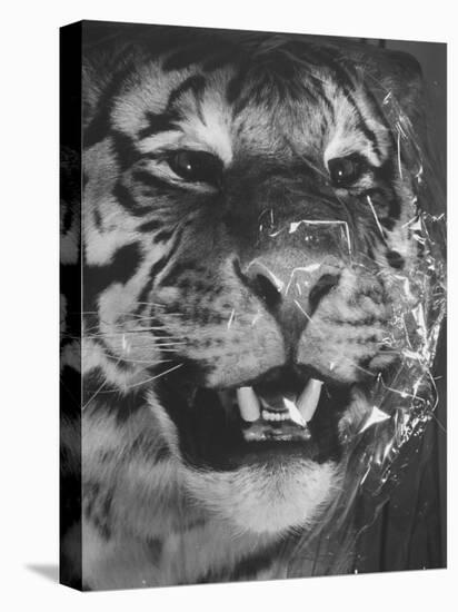 Siberian Tiger Covered in Storage at the American Museum of Natural History-Margaret Bourke-White-Stretched Canvas