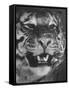 Siberian Tiger Covered in Storage at the American Museum of Natural History-Margaret Bourke-White-Framed Stretched Canvas