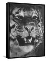 Siberian Tiger Covered in Storage at the American Museum of Natural History-Margaret Bourke-White-Framed Stretched Canvas