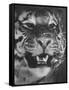 Siberian Tiger Covered in Storage at the American Museum of Natural History-Margaret Bourke-White-Framed Stretched Canvas