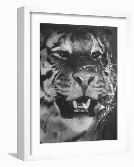 Siberian Tiger Covered in Storage at the American Museum of Natural History-Margaret Bourke-White-Framed Photographic Print