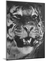 Siberian Tiger Covered in Storage at the American Museum of Natural History-Margaret Bourke-White-Mounted Photographic Print