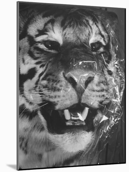 Siberian Tiger Covered in Storage at the American Museum of Natural History-Margaret Bourke-White-Mounted Photographic Print