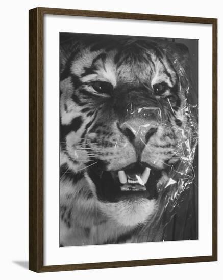 Siberian Tiger Covered in Storage at the American Museum of Natural History-Margaret Bourke-White-Framed Photographic Print