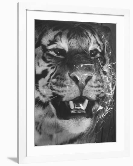 Siberian Tiger Covered in Storage at the American Museum of Natural History-Margaret Bourke-White-Framed Photographic Print