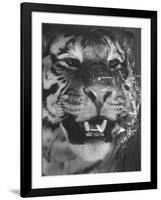 Siberian Tiger Covered in Storage at the American Museum of Natural History-Margaret Bourke-White-Framed Photographic Print