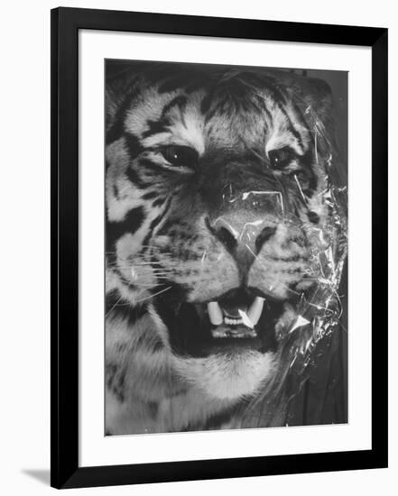 Siberian Tiger Covered in Storage at the American Museum of Natural History-Margaret Bourke-White-Framed Photographic Print