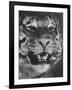 Siberian Tiger Covered in Storage at the American Museum of Natural History-Margaret Bourke-White-Framed Photographic Print