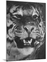 Siberian Tiger Covered in Storage at the American Museum of Natural History-Margaret Bourke-White-Mounted Photographic Print