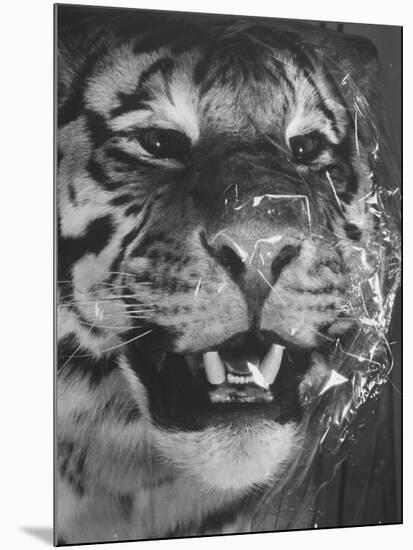 Siberian Tiger Covered in Storage at the American Museum of Natural History-Margaret Bourke-White-Mounted Photographic Print