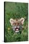 Siberian Tiger Cub-W. Perry Conway-Stretched Canvas