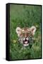 Siberian Tiger Cub-W. Perry Conway-Framed Stretched Canvas