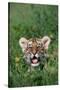 Siberian Tiger Cub-W. Perry Conway-Stretched Canvas
