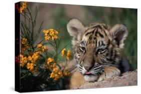 Siberian Tiger Cub-W. Perry Conway-Stretched Canvas