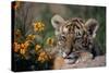 Siberian Tiger Cub-W. Perry Conway-Stretched Canvas