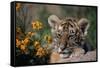 Siberian Tiger Cub-W. Perry Conway-Framed Stretched Canvas