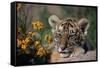 Siberian Tiger Cub-W. Perry Conway-Framed Stretched Canvas